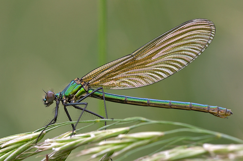 Gebaenderte Prachtlibelle