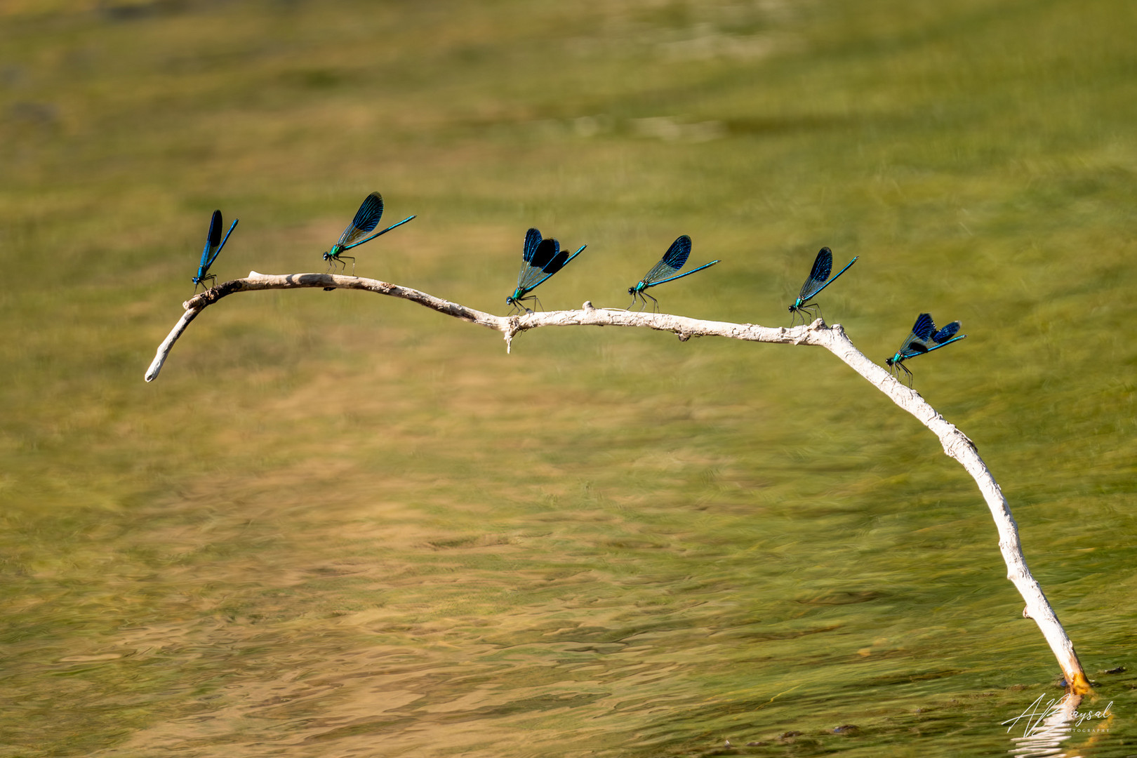 Gebänderte Prachtlibelle