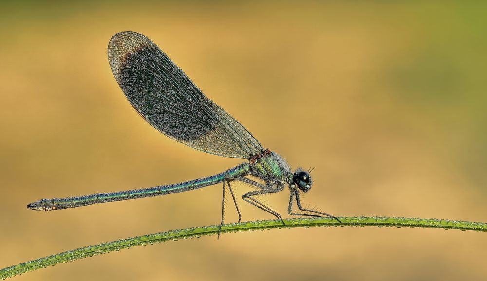 Gebänderte Prachtlibelle