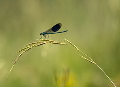 Gebänderte Prachtlibelle