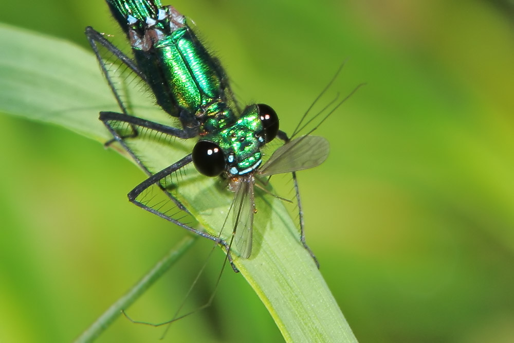 Gebänderte Prachtlibelle als Killer-"Maschine" (Calopteryx splendens)