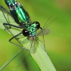 Gebänderte Prachtlibelle als Killer-"Maschine" (Calopteryx splendens)