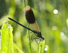 Gebänderte Prachtlibelle am Morgen