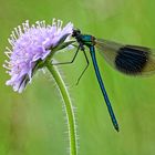 Gebänderte Prachtlibelle auf Witwenblume