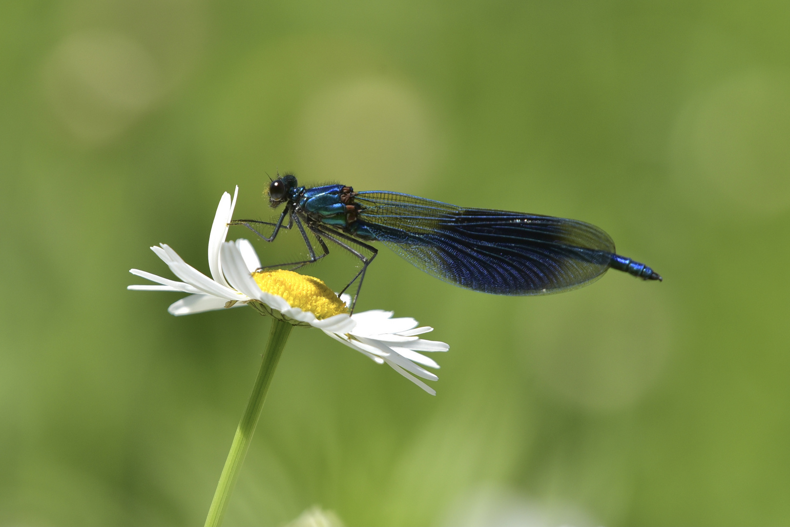 Gebänderte Prachtlibelle