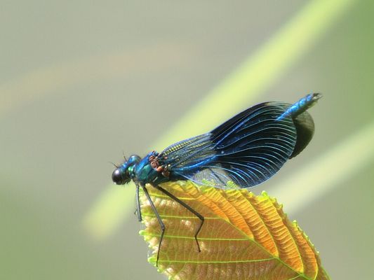 Gebänderte Prachtlibelle