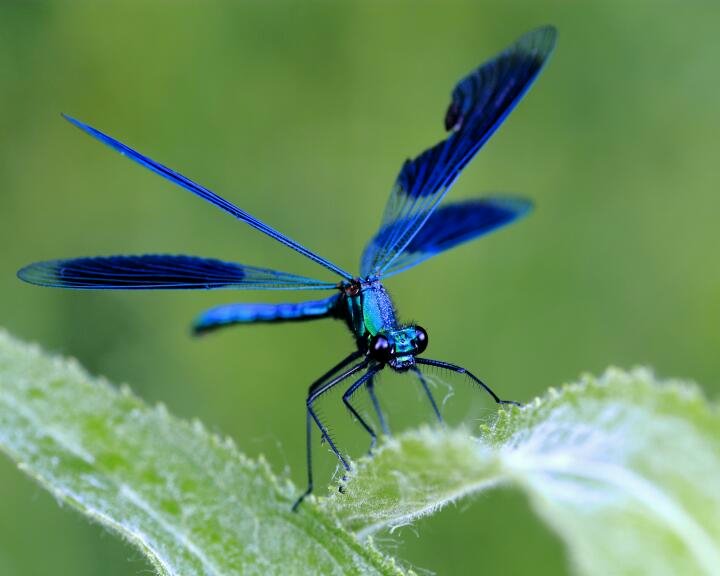 Gebänderte Prachtlibelle Bild & Foto von Naturdad aus Makrofoto