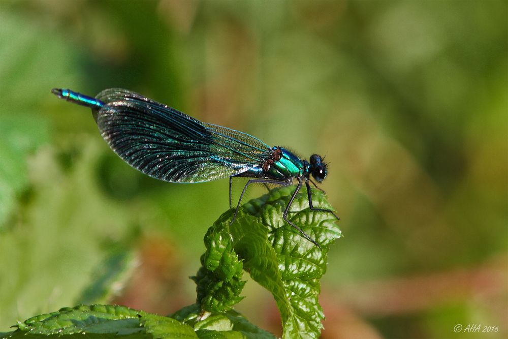 Gebänderte Prachtlibelle