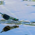 Gebänderte Prachtlibelle / Banded demoiselle