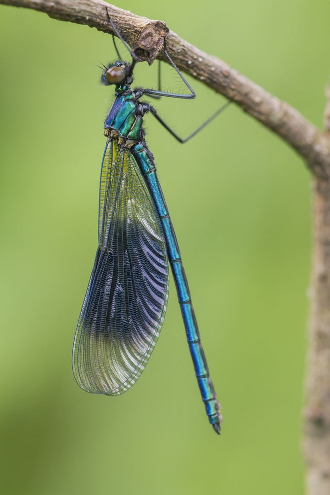 Gebänderte Prachtlibelle - Banded Demoiselle (Calopteryx splendens)