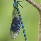 Gebänderte Prachtlibelle - Banded Demoiselle (Calopteryx splendens)