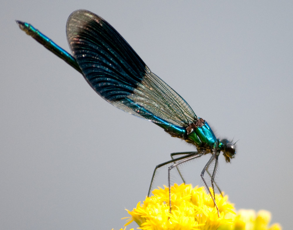 gebänderte Prachtlibelle