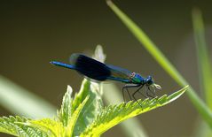 Gebänderte Prachtlibelle beim schmausen