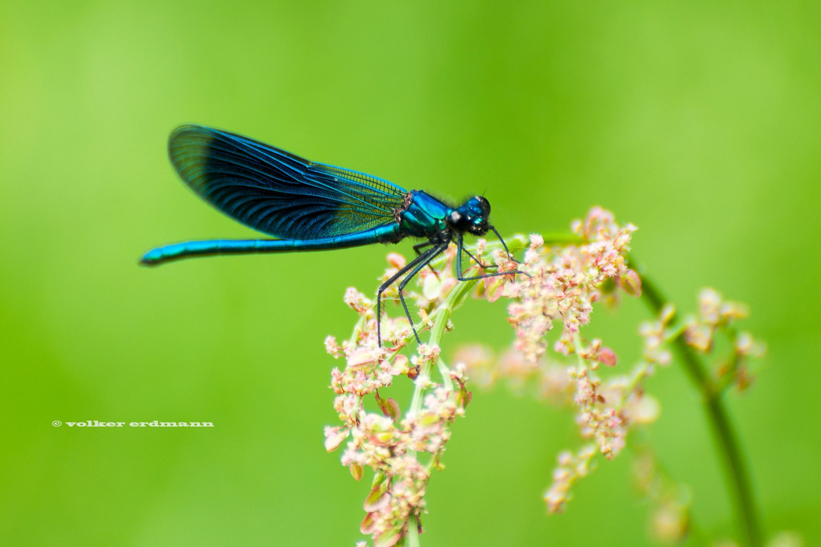 Gebänderte Prachtlibelle blau