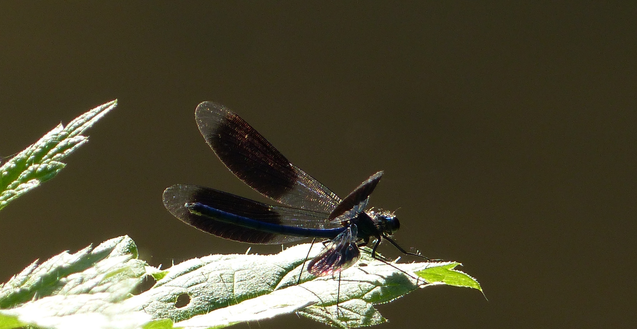 Gebänderte Prachtlibelle