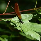 Gebänderte Prachtlibelle