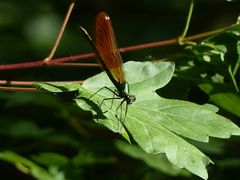 Gebänderte Prachtlibelle