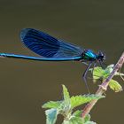 Gebänderte Prachtlibelle (Calopterix splendens)