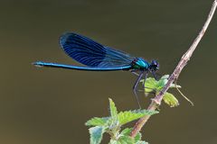 Gebänderte Prachtlibelle (Calopterix splendens)