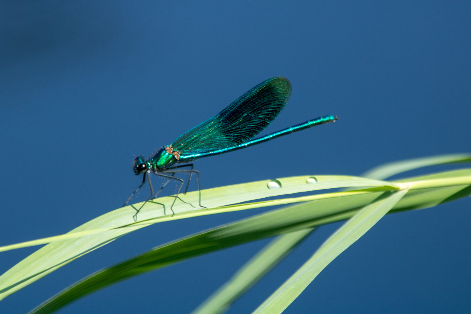 Gebänderte Prachtlibelle (Calopterix splendens)