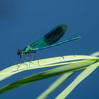 Gebänderte Prachtlibelle (Calopterix splendens)