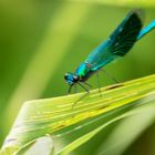 Gebänderte Prachtlibelle (Calopterix splendens); Männchen