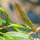 Gebänderte Prachtlibelle (Calopterix splendens) Weibchen