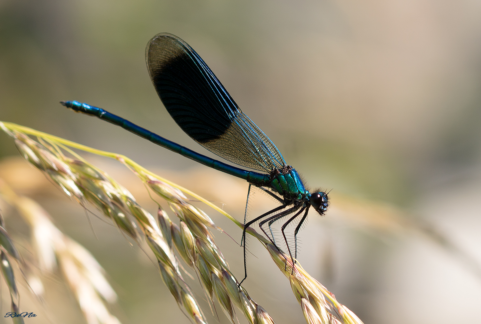 Gebänderte Prachtlibelle - Calopterxy splendens