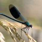 Gebänderte Prachtlibelle - Calopterxy splendens