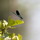 Gebänderte Prachtlibelle (Calopteryx splendens)