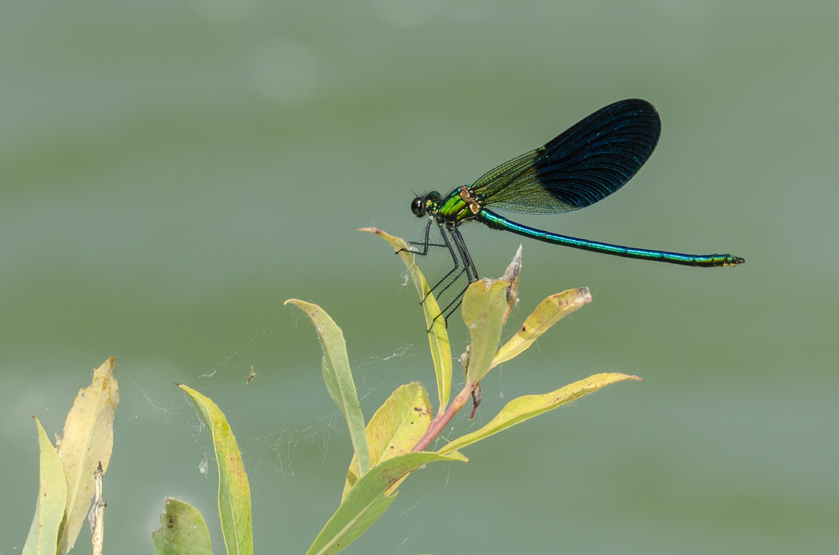 Gebänderte Prachtlibelle, (Calopteryx splendens)