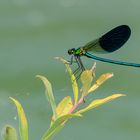 Gebänderte Prachtlibelle, (Calopteryx splendens)