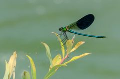 Gebänderte Prachtlibelle, (Calopteryx splendens)