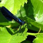 --- Gebänderte Prachtlibelle (Calopteryx splendens) ---