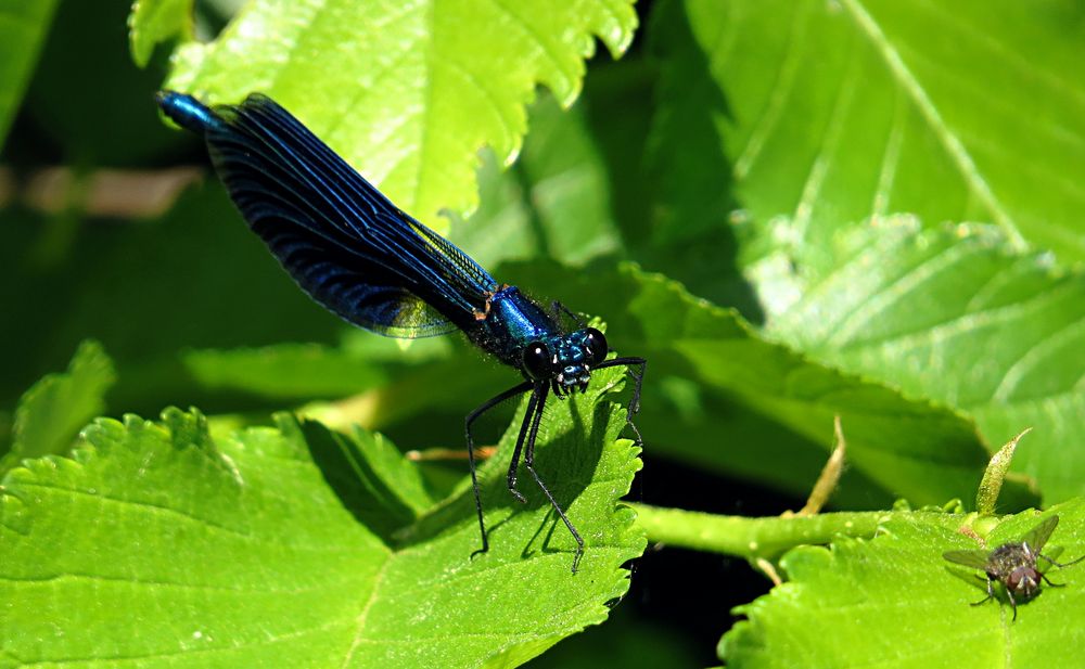 --- Gebänderte Prachtlibelle (Calopteryx splendens) ---