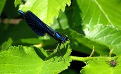 --- Gebänderte Prachtlibelle (Calopteryx splendens) ---