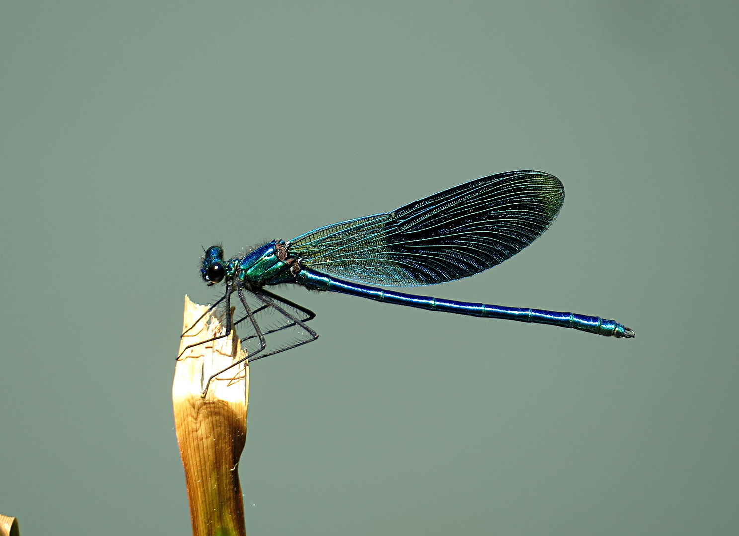 --- Gebänderte Prachtlibelle (Calopteryx splendens) ---