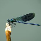 --- Gebänderte Prachtlibelle (Calopteryx splendens) ---