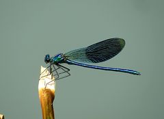 --- Gebänderte Prachtlibelle (Calopteryx splendens) ---