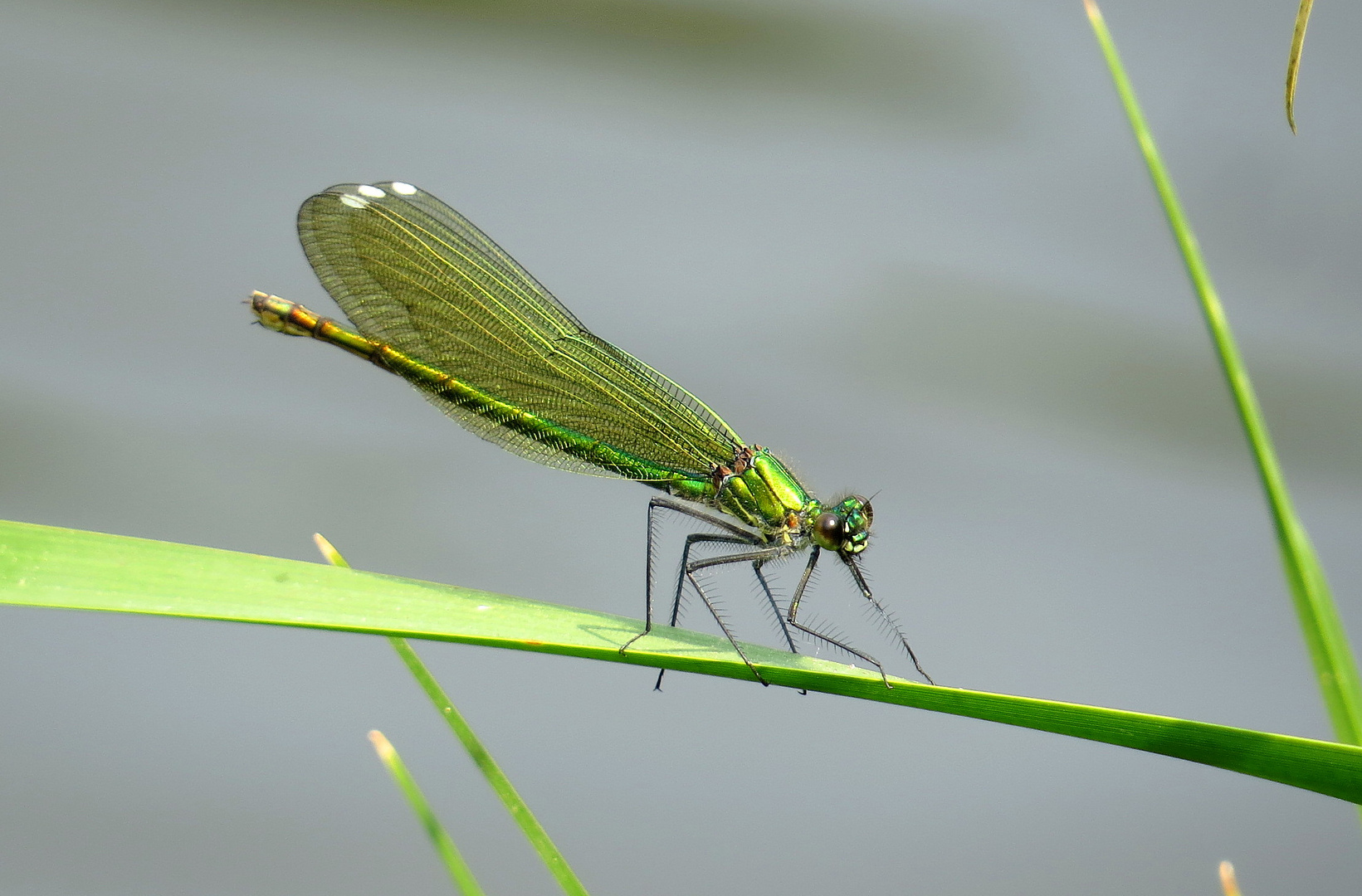 ... Gebänderte Prachtlibelle (Calopteryx splendens) ...