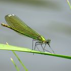 ... Gebänderte Prachtlibelle (Calopteryx splendens) ...