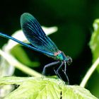 Gebänderte Prachtlibelle (Calopteryx splendens)