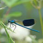 Gebänderte Prachtlibelle (Calopteryx splendens)