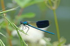 Gebänderte Prachtlibelle (Calopteryx splendens)