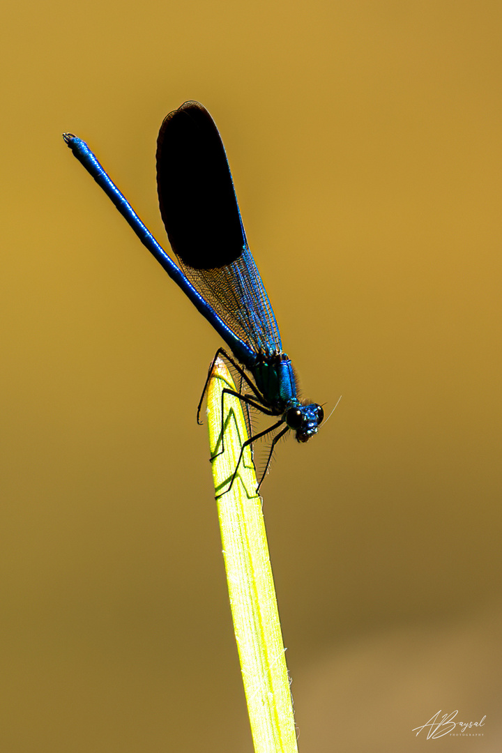 Gebänderte Prachtlibelle (Calopteryx splendens) 