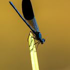 Gebänderte Prachtlibelle (Calopteryx splendens) 