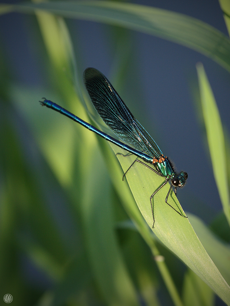 Gebänderte Prachtlibelle (Calopteryx splendens)