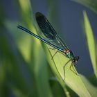 Gebänderte Prachtlibelle (Calopteryx splendens)