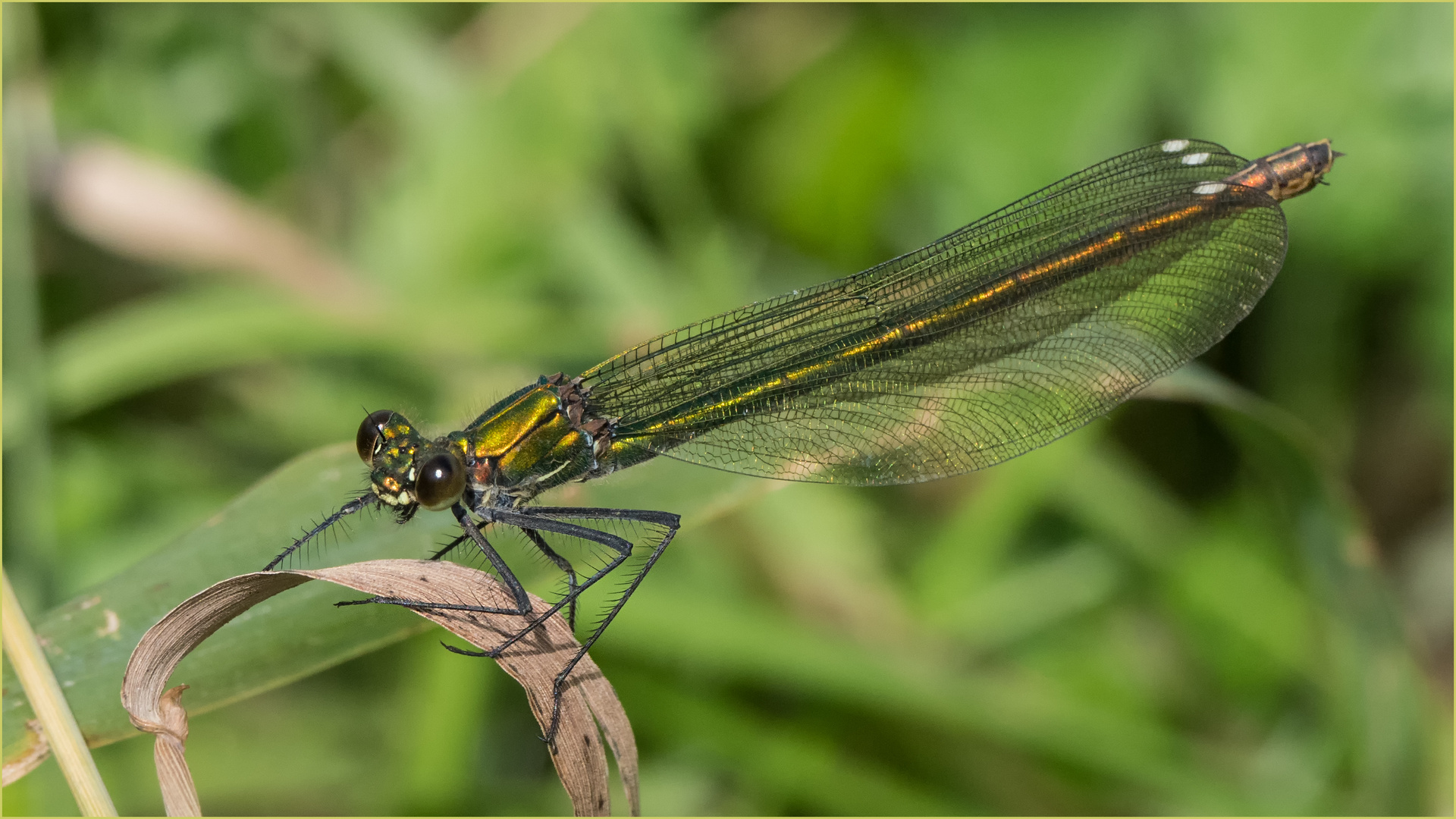 Gebänderte Prachtlibelle -Calopteryx splendens -  .....