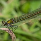 Gebänderte Prachtlibelle -Calopteryx splendens -  .....